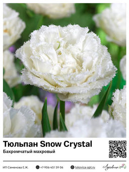 Тюльпан Snow Crystal (Бахромчатый, махровый)