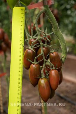 Томат Черри Дюкре - Партнер фото 7