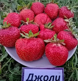 Джоли (средний) Выдающийся сорт! 10 штук