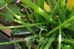 Кабачок цукини Нефрит - Партнер фото 7