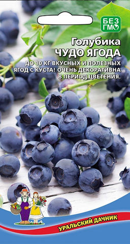 Голубика ЧУДО ЯГОДА