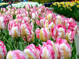 Тюльпан WEBERS PARROT (Веберс Пэррот)