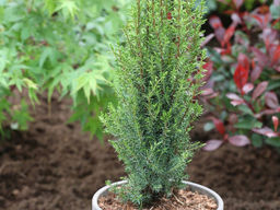 Можжевельник обыкновенный Арнольд - Долина роз фото 2