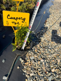 Туя западная Смарагд С1,5