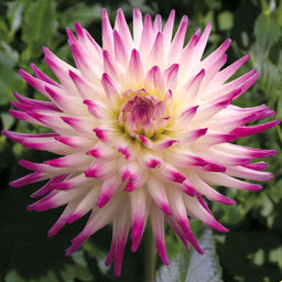 ГЕОРГИНА Хейли Джейн Разбор I Кол-во упак., шт 1