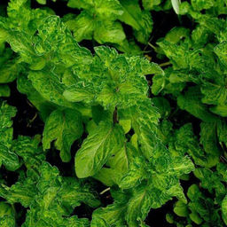 Мята Криспа, горшок С2. Аромат как у жвачки Wrigley’s Spearmint (мятная)