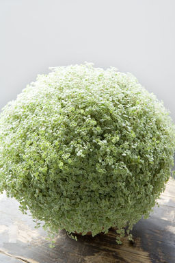 6754ee694030bb19e07535aa527bd0e87xbass2bbv1m6qokm1