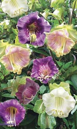 Кобея КОЛОКОЛЬНЫЙ ЗВОН Вьюнок 4 метра с крупными цветами!