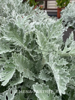 Цинерария приморская Сильвер Фэнтези - Партнер фото 4