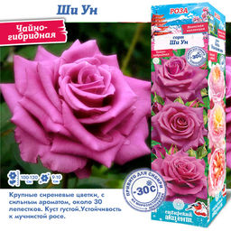 Роза Ши Ун (Японская/Чайно-гибридная) 1шт