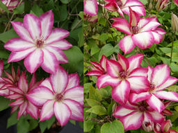 Клематис Пикоти