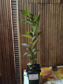 Вейгела розовая