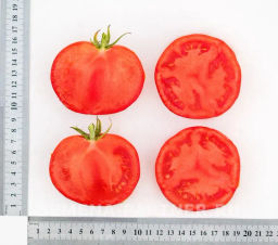 Томат Кристиан - Партнер фото 6