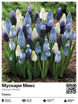 Мускари Mixed - Голландские луковицы фото 2