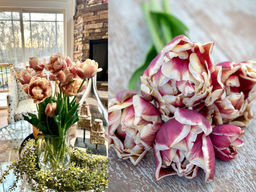 Тюльпан Виндхем