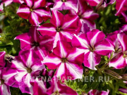 Петуния Мон Амур Эстель прямостоячая звезда бело-пурпурная - Партнер фото 5