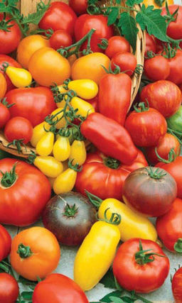 Томат ФАНТАЗИЯ Яркая смесь самых урожайных сортов!