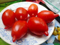 Помидоры Легенда Мультифлора