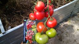 Томат ГЕРМАН F1 - Уральский дачник фото 14