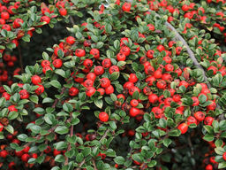 Кизильник Корал Бьюти