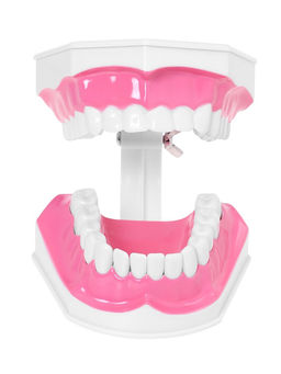 Набор для опытов Анатомия, челюсть человека - Эврики фото 10