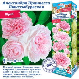 Роза Александра Принцесса Люксембургская (Шраб) 1шт