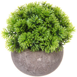 Цветочная композиция "Green garden" 10*12см в горшке, шишка