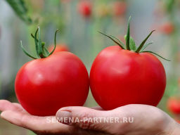 Томат Поэт - Партнер фото 3