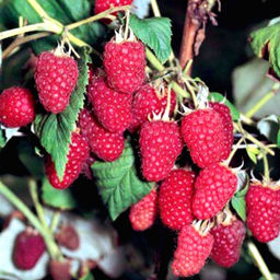 Малина Полана ремонтантная (коробка) 1шт