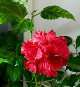 Гибискус махровый (цветы красные)