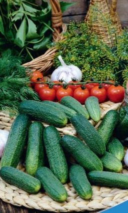 Огурец МАТУШКА МАТРЁША F1 Кожица тонкая, мякоть ароматная, сочная, сладкая! Великолепен в свежем виде, хорош в засоле и в консервировании!