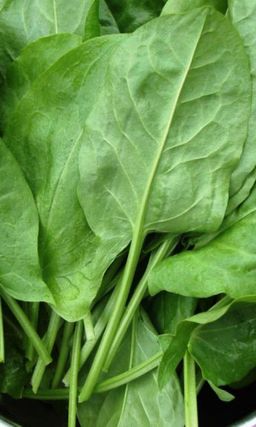 Щавель КРУПНОЛИСТНЫЙ  Очень быстро отрастает зелень! Идеален для заморозки!