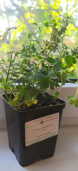 Котовник Фассена Кит Кэт