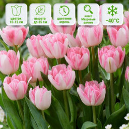 Тюльпан Фокстрот