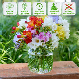 Фрезия "Волшебная смесь" (10шт)
