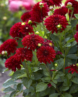 ГЕОРГИНА Мелоди Мамбо Разбор I Кол-во упак., шт 1