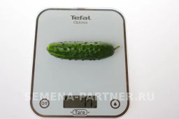 Огурец пчелоопыляемый Спринт - Партнер фото 7