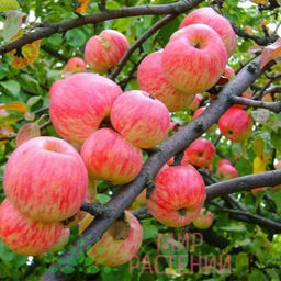 Яблоня Красавица сада обыкновенная (саженец с этикеткой) 1шт