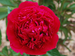 Пион Red Magic (Ред Меджик)