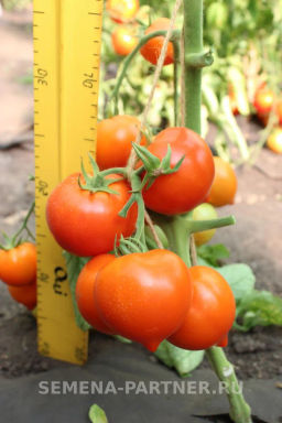 Томат Агаша - Партнер фото 5