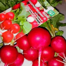 Редис САХАРНАЯ МОЛНИЯ F1 - Уральский дачник фото 4