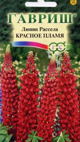 Рассела Красное пламя мн люпин 100см 0,5г (г)