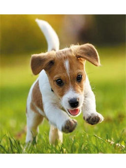 Алмазная мозаика без подрамника "Бегущий щенок", 15х20 см