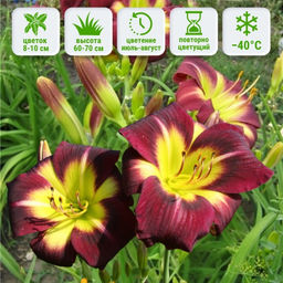 Лилейник Найт Бекон