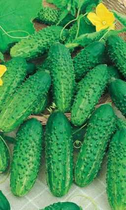 Огурец СОЛЁНЫЕ УШИ F1 Сладкий, хрустящий и невероятно щедрый! Теневыносливый! Засолочный! Хорошая урожайность!