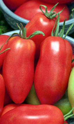 Томат БАНАНОВЫЙ Кистями крупных, ярко-красных бананов! Лучший для засолки!