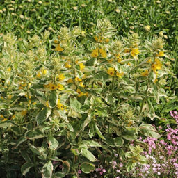 Вербейник точечный Александр - Долина роз фото 4