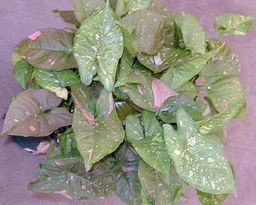 68895fe5dc4aa2376d840ee62fa9fdbf2flixtezwfmfp2wj4b