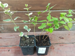 Барвинок большой синий - Долина роз фото 2