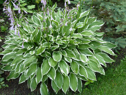 Хоста Албомаргината - Долина роз фото 2